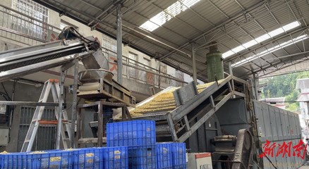 山界回族乡 百合加工承揽全县80%业务，除四害服务助力乡村发展